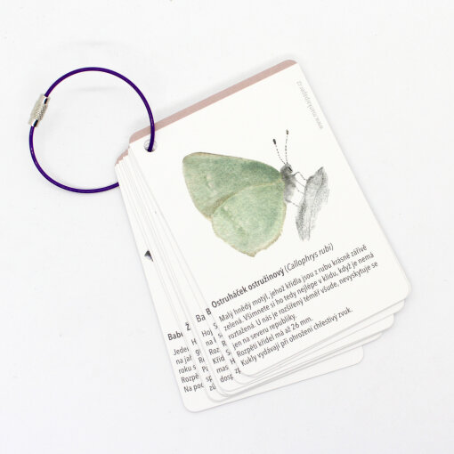 Motýli - kartičky do přírody